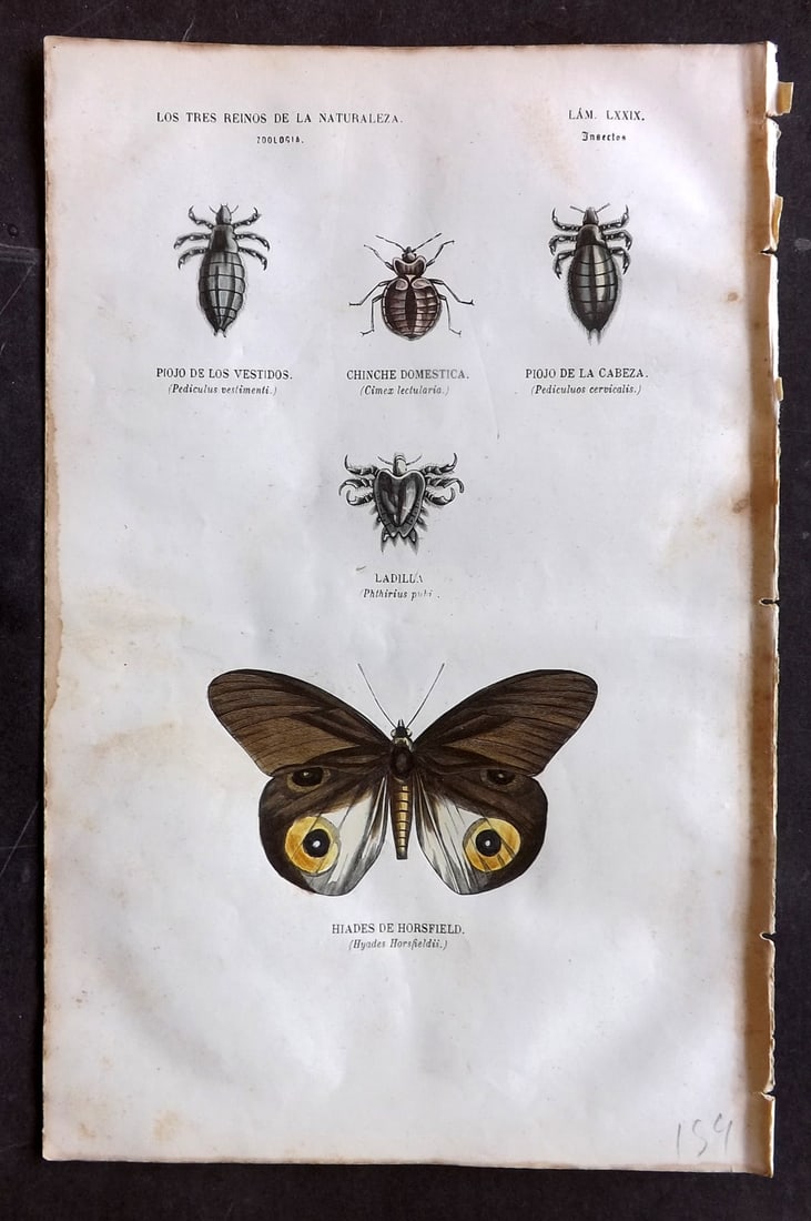 Buffon, Comte de 1856 Hand Col Print. Horsfield Butterfly & Insects 79: Hand Colored Etching/Engraving Published 1856, Madrid for "Museo pintoresco de Historia Natural" by the Comte de Buffon and M. M. J. de Galdo. Paper Size: 10 x 6.5 inch (26 x 17cm) Some margin toning,