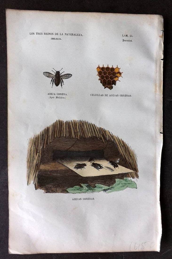 Buffon, Comte de 1856 Hand Col Insect Print. Western Honey Bee 51: Antique Etching/Engraving Published 1856, Madrid for "Museo pintoresco de Historia Natural" by the Comte de Buffon and M. M. J. de Galdo. Fine hand colour as issued. Paper Size: 10 x 6.5 inch (26 x 17