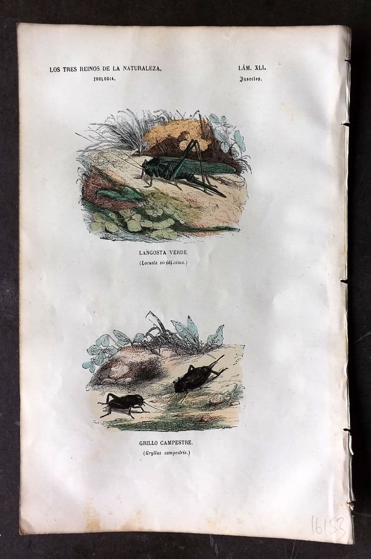 Buffon, Comte de 1856 Hand Col Insect Print. Locust & Gryllus 41 (1 of 1)