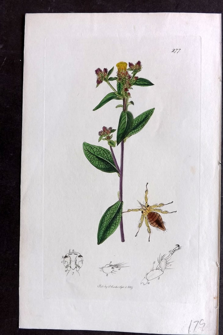 Curtis C1830 Hand Col Insect Botanical Print. Nycteribia Latreilii 277: Hand Colored Etching Published 1823-39, London for "British Entomology: Being Illustrations and Descriptions of the Genera of Insects found in Great Britain and Ireland" First Edition by John Curtis. 