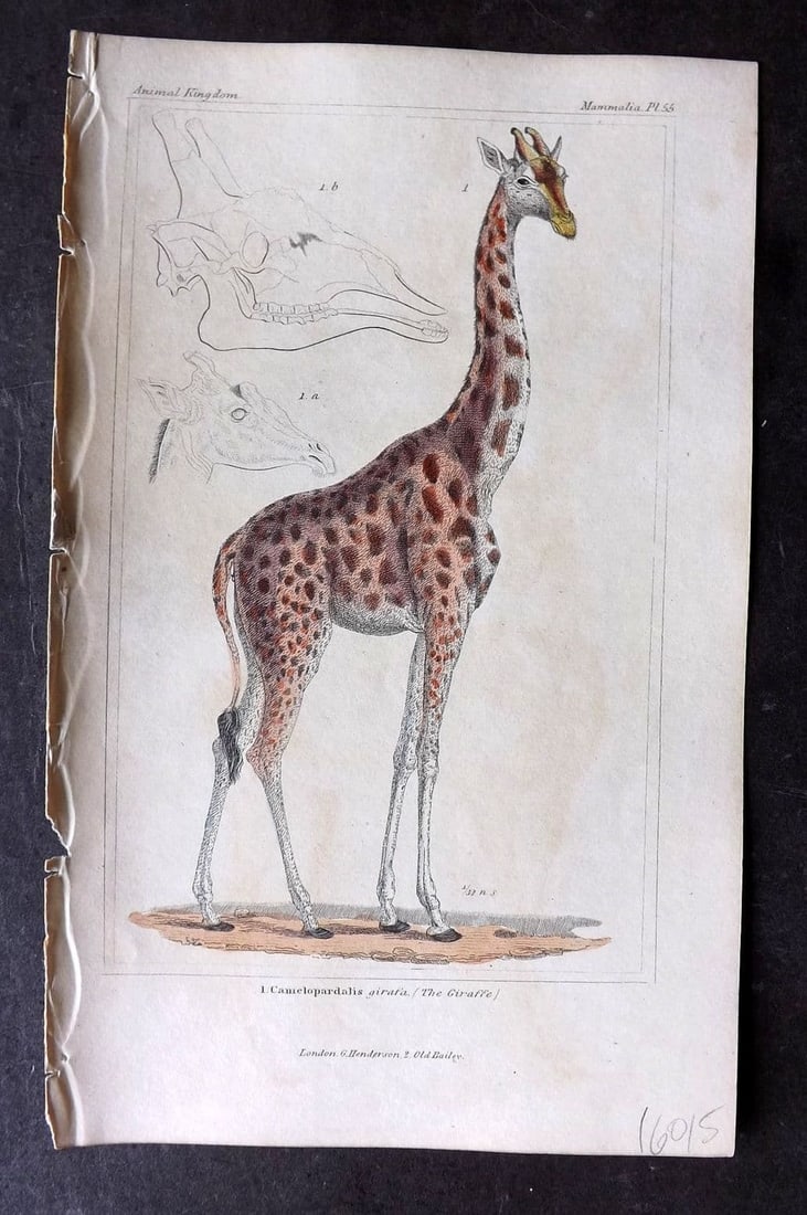 Cuvier, Baron 1837 Hand Col Print. Giraffe 55 (1 of 1)