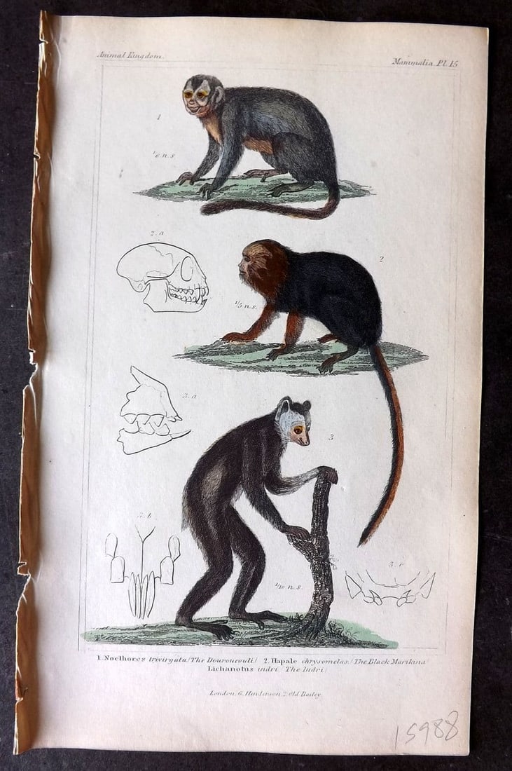 Cuvier, Baron 1837 Hand Col Print. Douroucouli, Black Marikina, Indri Lemur 15: Etchings/Engraving Published 1834-37, London for "The Animal Kingdom" by the Baron Georges Cuvier. Fine hand colour as issued. Paper Size: 8 x 5 inch (21 x 13cm) Good Condition