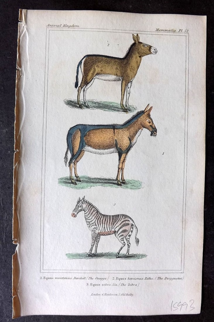 Cuvier, Baron 1837 Hand Col Print. Extinct Quagga, Dzigguetai, Zebra 52: Etchings/Engraving Published 1834-37, London for "The Animal Kingdom" by the Baron Georges Cuvier. Fine hand colour as issued. Paper Size: 8 x 5 inch (21 x 13cm) Very minor toning. Good Condition