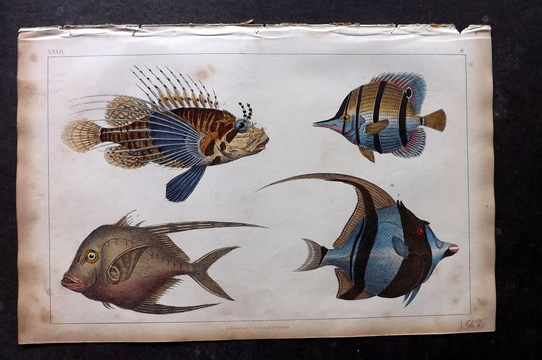 Goldsmith, Oliver 1851 Hand Col Print. Scorpena, Chaetodon Fish 32: Antique Etching/Engraving Published 1851 by A. Fullarton & Co., London for "A History of the Earth and Animated Nature" by Oliver Goldsmith. Fine hand colour as issued. Paper Size: 10 x 6 inch (25 x 1