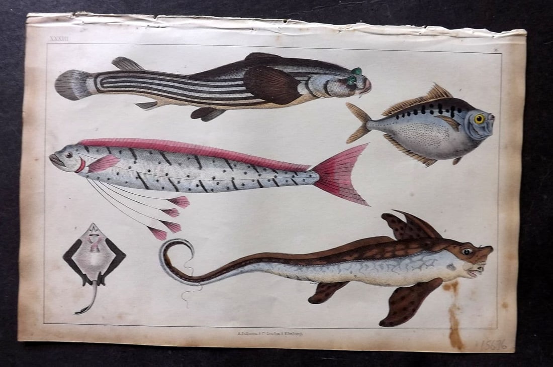 Goldsmith, Oliver 1851 Hand Col Print. Anableps, Raia. Zeus Fish 33: Antique Etching/Engraving Published 1851 by A. Fullarton & Co., London for "A History of the Earth and Animated Nature" by Oliver Goldsmith. Fine hand colour as issued. Paper Size: 10 x 6 inch (25 x 1