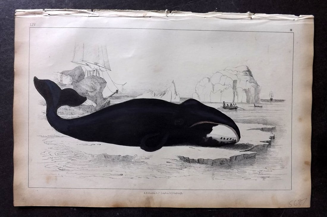 Goldsmith, Oliver 1851 Hand Col Print. The True Whale 54: Antique Etching/Engraving Published 1851 by A. Fullarton & Co., London for "A History of the Earth and Animated Nature" by Oliver Goldsmith. Fine hand colour as issued. Paper Size: 10 x 6 inch (25 x 1