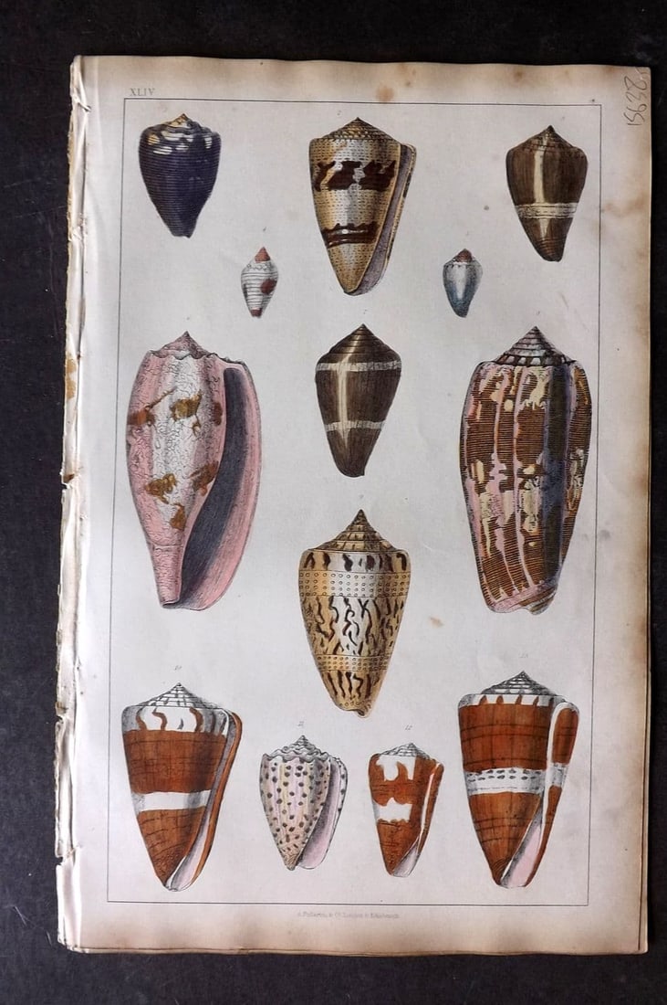 Goldsmith, Oliver 1851 Hand Col Print. Cone Shells 44 (1 of 1)