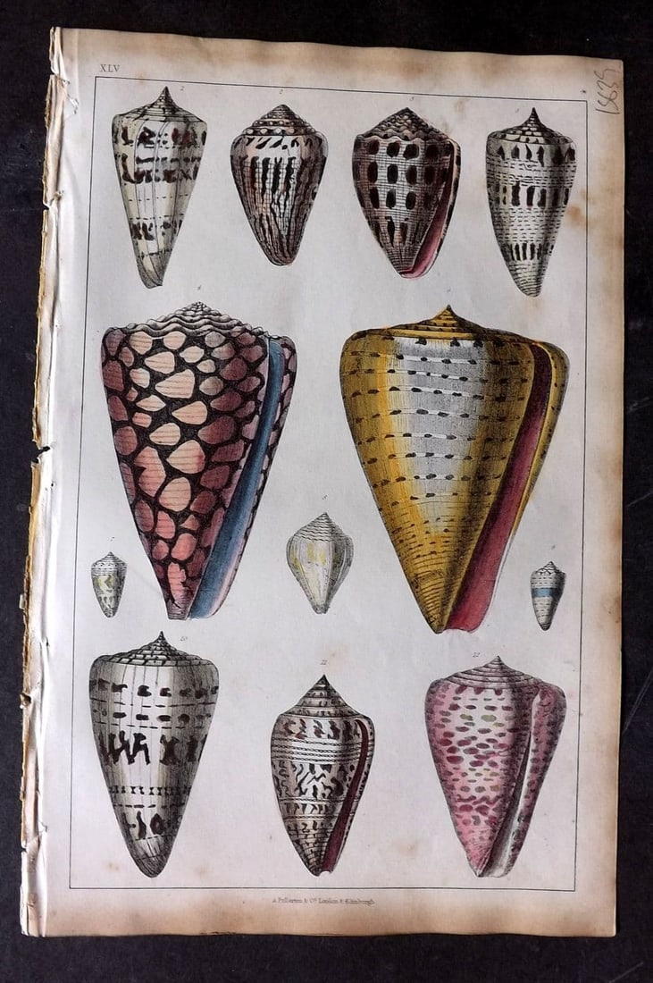 Goldsmith, Oliver 1851 Hand Col Print. Cone Shells 45 (1 of 1)