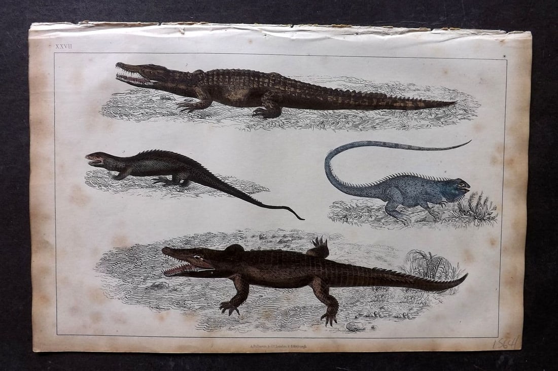 Goldsmith, Oliver 1851 Hand Col Print. Crocodile of the Nile, Dragon Lizard, Guana 27: Antique Etching/Engraving Published 1851 by A. Fullarton & Co., London for "A History of the Earth and Animated Nature" by Oliver Goldsmith. Fine hand colour as issued. Paper Size: 10 x 6 inch (25 x 1
