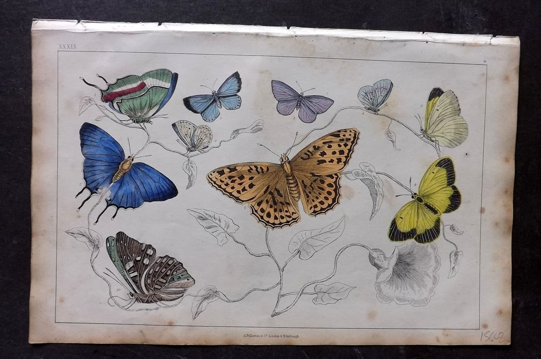 Goldsmith, Oliver 1851 Hand Col Print. Royal, Azure Butterflies 39: Antique Etching/Engraving Published 1851 by A. Fullarton & Co., London for "A History of the Earth and Animated Nature" by Oliver Goldsmith. Fine hand colour as issued. Paper Size: 10 x 6 inch (25 x 1