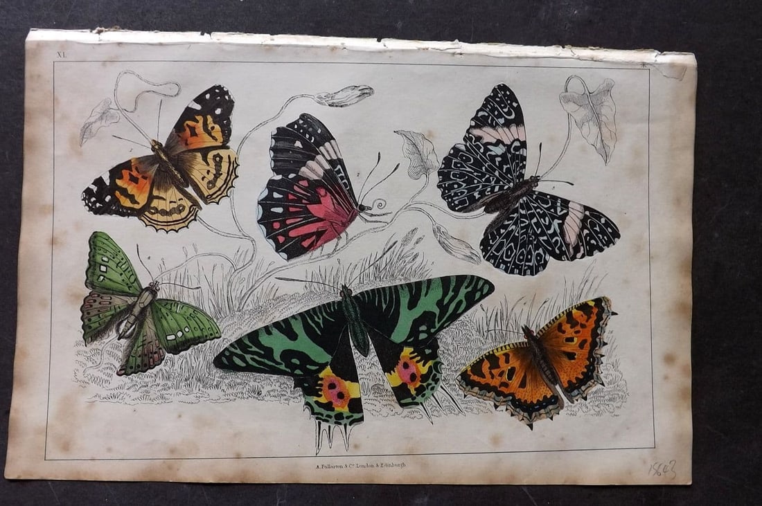Goldsmith, Oliver 1851 Hand Col Print. Painted Lady, Oriental Emperor Butterflies 40: Antique Etching/Engraving Published 1851 by A. Fullarton & Co., London for "A History of the Earth and Animated Nature" by Oliver Goldsmith. Fine hand colour as issued. Paper Size: 10 x 6 inch (25 x 1