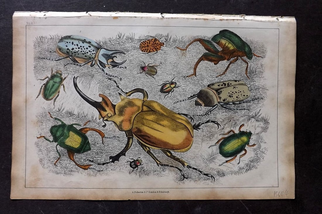 Goldsmith, Oliver 1851 Hand Col Print. Gigantic, Golden Beetles 42 Insects: Antique Etching/Engraving Published 1851 by A. Fullarton & Co., London for "A History of the Earth and Animated Nature" by Oliver Goldsmith. Fine hand colour as issued. Paper Size: 10 x 6 inch (25 x 1