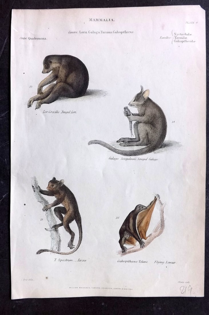 Richardson, John 1862 Hand Col Print. Bengal Lori, Galago, Tarsier, Flying Lemur 04: Hand Colored Steel Engraving/Etching Published 1859-62 by William Mackenzie, Edinburgh & London for "The Museum of Natural History" by John Richardson. Paper Size: 10.5 x 7 inch (27 x 18cm) Good Condi