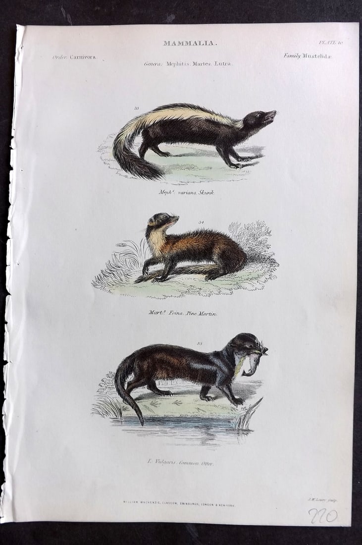 Richardson, John 1862 Hand Col Print. Varians Skunk, Pine Martin, Common Otter 10 (1 of 1)