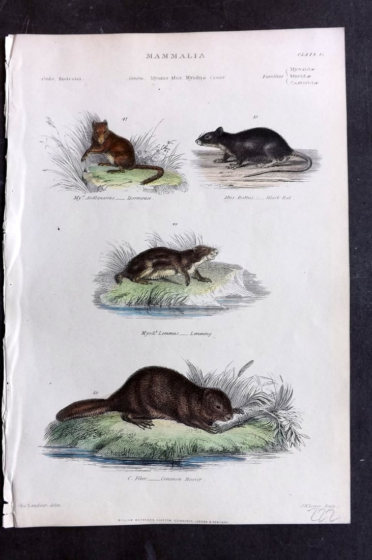 Richardson, John 1862 HCol Print. Dormouse, Black Rat, Lemming, Common Beaver 15 (1 of 1)