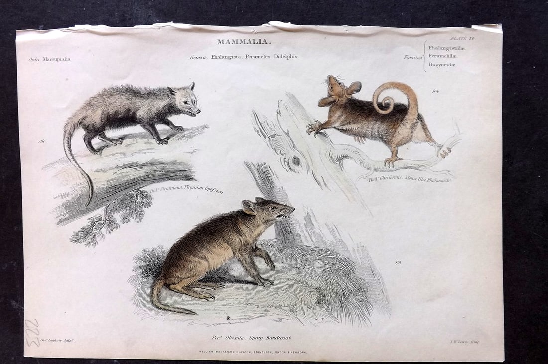 Richardson, John 1862 Hand Col Print. Virginian Opossum, Phalangista, Bandicoot 30 (1 of 1)