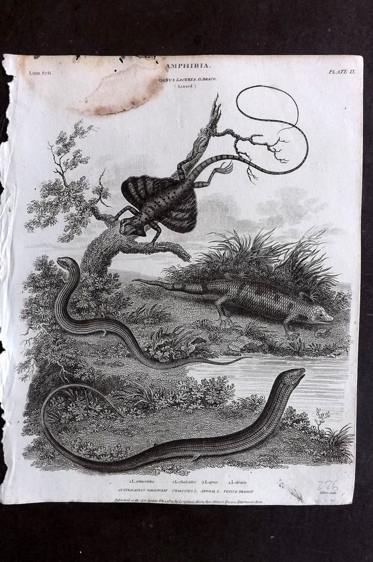 Rees, Abraham 1820 Antique Print. Amphibia - Australasian Galliwasp, Lizards, Flying Dragon 09 (1 of 1)