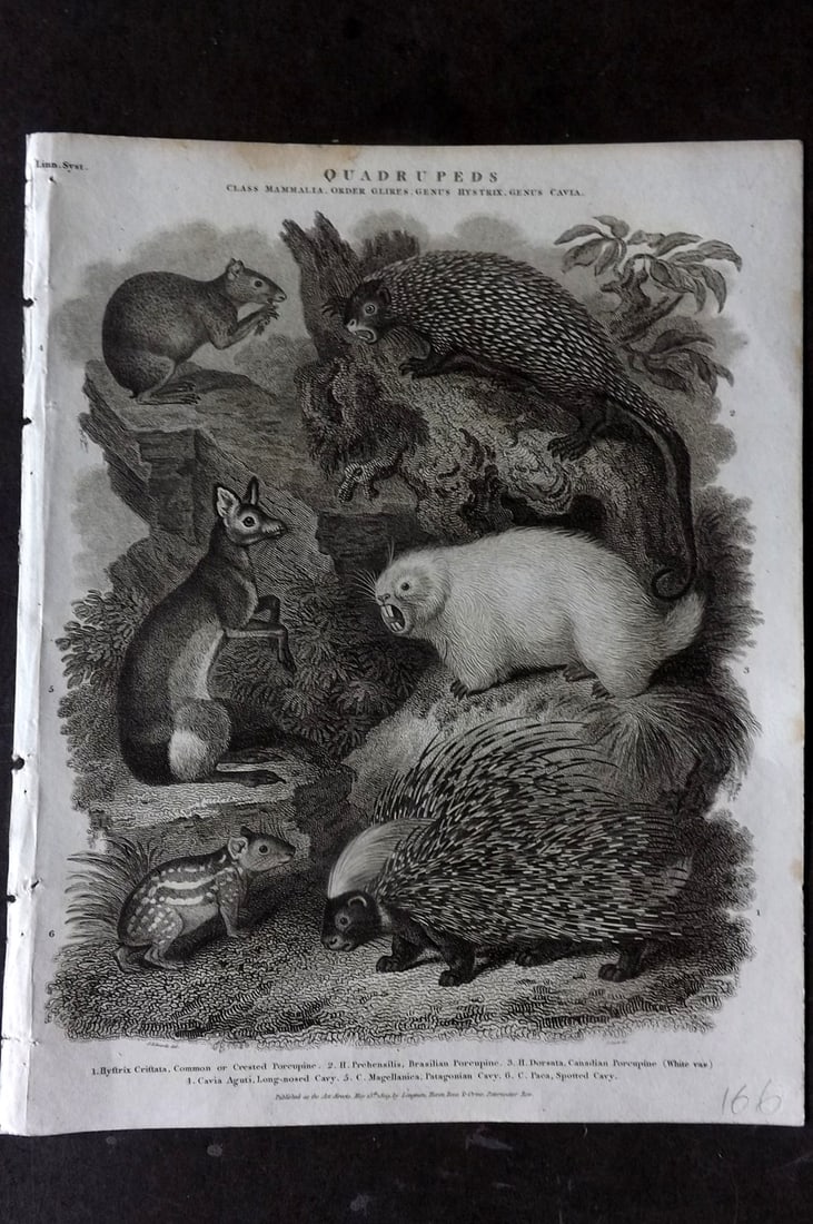 Rees 1820 Antique Print. Common, Brazilian, Canada Porcupine, Cavy: Copper Plate Published 1802-20 by Longman, Hurst, Rees & Orme for "The Cyclop?dia: or, Universal dictionary of arts, sciences, and literature" By Abraham Rees. Paper Size: 10.5 x 8 inch (27 x 21cm) Go