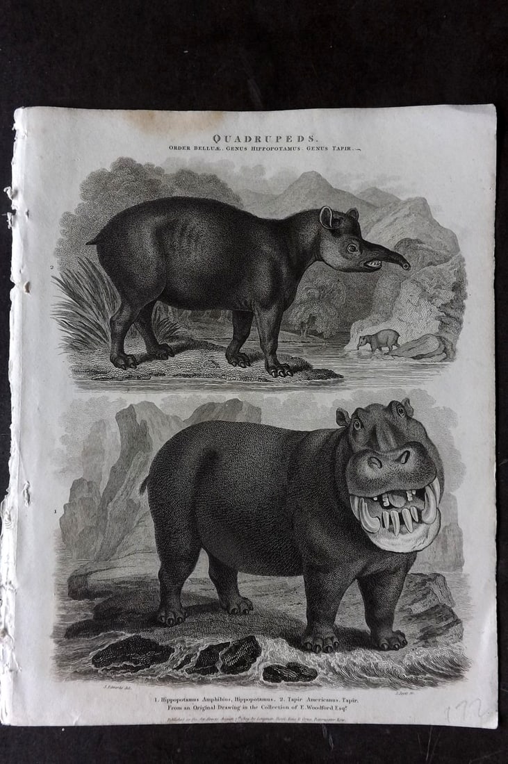 Rees 1820 Antique Print. American Tapir & Smiling Hippo: Copper Plate Published 1802-20 by Longman, Hurst, Rees & Orme for "The Cyclop?dia: or, Universal dictionary of arts, sciences, and literature" By Abraham Rees. Paper Size: 10.5 x 8 inch (27 x 21cm) Go