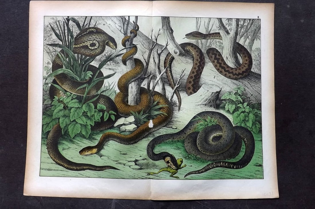 Schubert, Gotthilf C1880 Folio Print. Viper Snakes 02 (1 of 1)