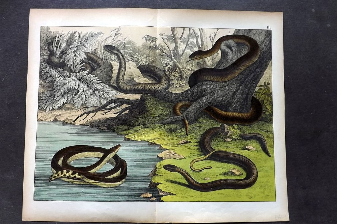 Schubert, Gotthilf C1880 Folio Print. Snakes, Hydra, Slow worm 03 (1 of 1)