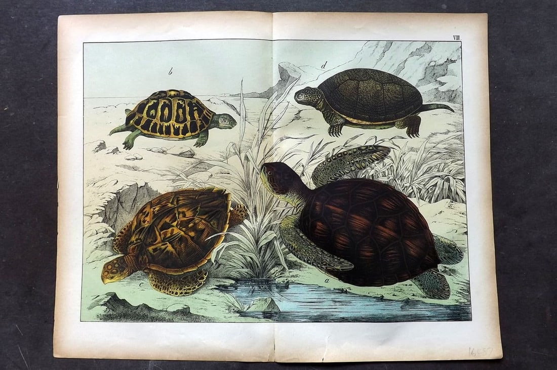 Schubert, Gotthilf C1880 Folio Print. Turtles & Tortoise 08 (1 of 1)