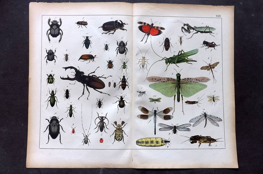 Schubert, Gotthilf C1880 Folio Print. Beetles & Insects 24 (1 of 1)