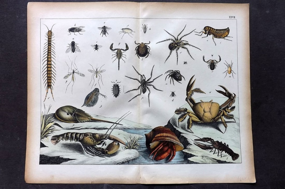 Schubert, Gotthilf C1880 Folio Print. Spiders, Crab, Lobster, Insects 27 (1 of 1)