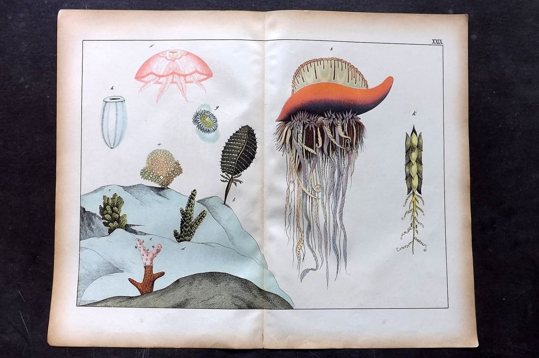 Schubert, Gotthilf C1880 Folio Print. Jelly Fish, Coralss, Seaweed, Sea Life 29 (1 of 1)