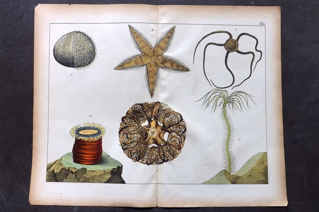 Schubert, Gotthilf C1880 Folio Print. Starfish, Sea Anemone, Sea Life 30 (1 of 1)