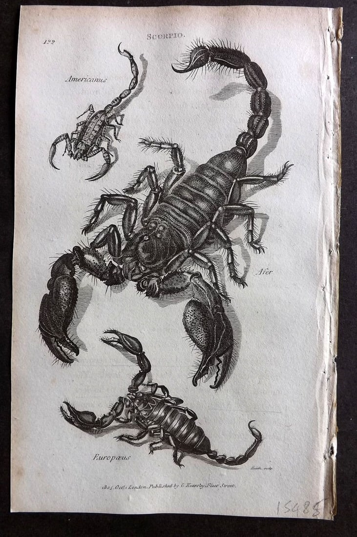 Shaw, George 1809 Antique Print. Scorpio 122: Copper Plate Published 1809 by G.Kearsley, London for "Zoological Lectures..." by George Shaw. Paper Size: 8.5 x 5 inch (22 x 13cm) Very minor text offsetting.
