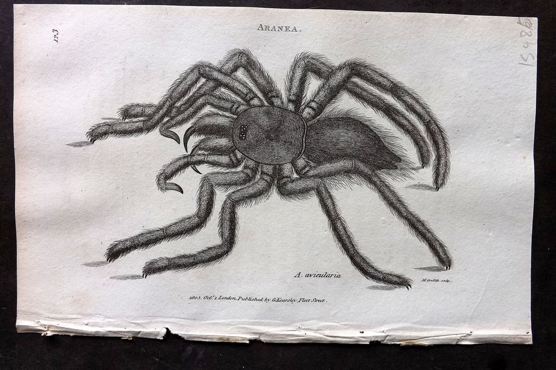 Shaw, George 1809 Antique Print. Aranea Spider 123: Copper Plate Published 1809 by G.Kearsley, London for "Zoological Lectures..." by George Shaw. Paper Size: 8.5 x 5 inch (22 x 13cm) Good Condition