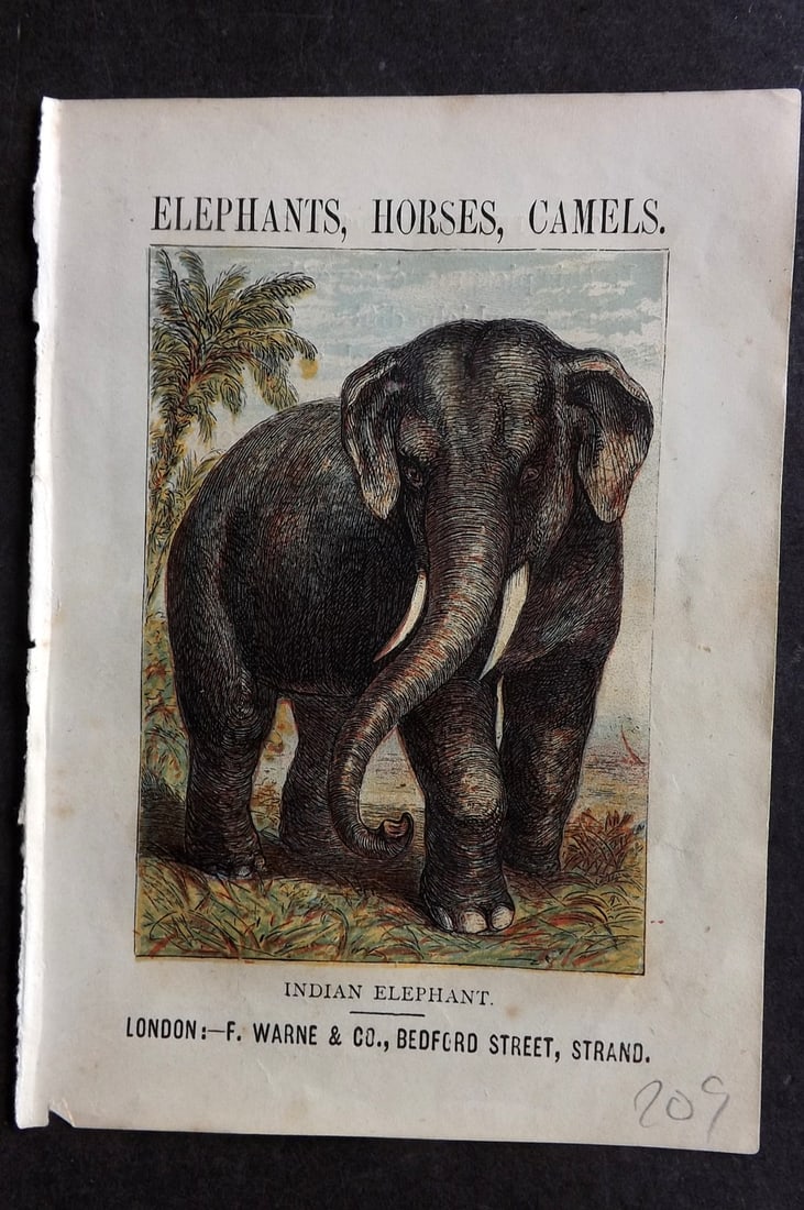 Warne, Frederick (Pub) C1880 Print. Indian Elephant (1 of 1)