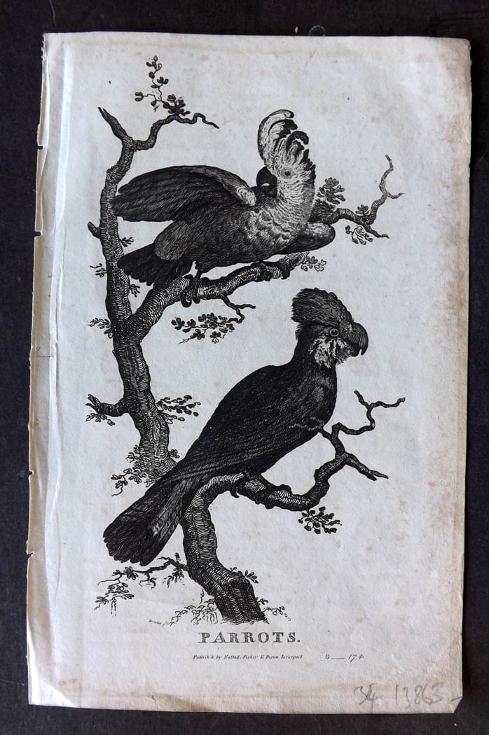 Goldsmith, Oliver C1815 Antique Bird Print. Parrots (1 of 1)