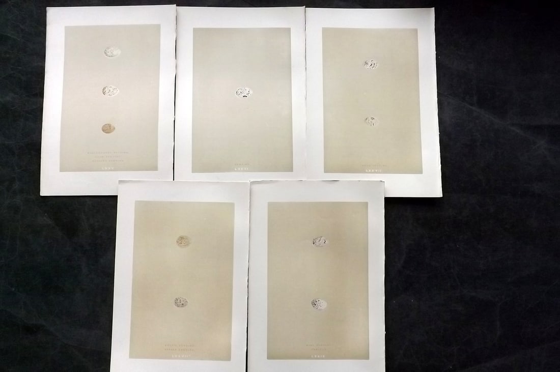 Morris, Francis 1896 Lot of 5 Antique Bird Egg Prints: Woodblocks Published 1870, London for "A Natural History of the Nests and Eggs of British Birds" By the Rev. Francis Orpen Morris, printed Benjamin Fawcett. Paper Size: 10 x 7 nch (26 x 18cm) Good Con
