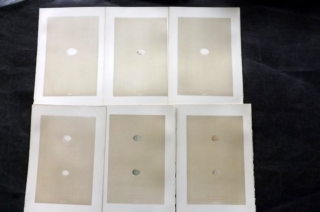 Morris, Francis 1896 Lot of 6 Antique Bird Egg Prints: Woodblocks Published 1870, London for "A Natural History of the Nests and Eggs of British Birds" By the Rev. Francis Orpen Morris, printed Benjamin Fawcett. Paper Size: 10 x 7 nch (26 x 18cm) Good Con
