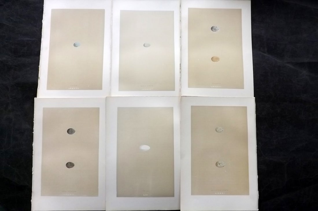 Morris, Francis 1896 Lot of 6 Antique Bird Egg Prints: Woodblocks Published 1870, London for "A Natural History of the Nests and Eggs of British Birds" By the Rev. Francis Orpen Morris, printed Benjamin Fawcett. Paper Size: 10 x 7 nch (26 x 18cm) Good Con