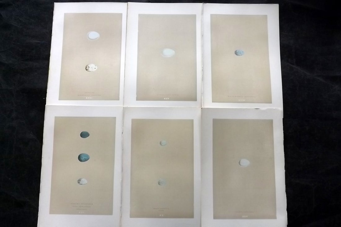 Morris, Francis 1896 Lot of 6 Antique Bird Egg Prints: Woodblocks Published 1870, London for "A Natural History of the Nests and Eggs of British Birds" By the Rev. Francis Orpen Morris, printed Benjamin Fawcett. Paper Size: 10 x 7 nch (26 x 18cm) Good Con