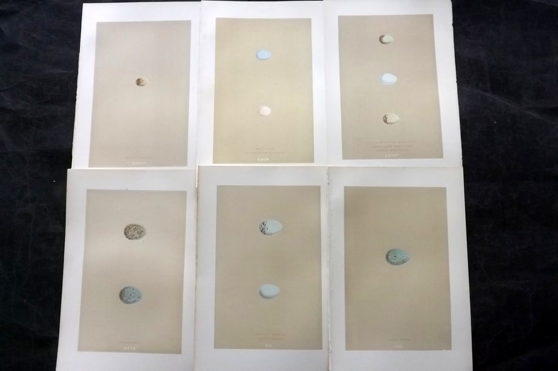 Morris, Francis 1896 Lot of 6 Antique Bird Egg Prints: Woodblocks Published 1870, London for "A Natural History of the Nests and Eggs of British Birds" By the Rev. Francis Orpen Morris, printed Benjamin Fawcett. Paper Size: 10 x 7 nch (26 x 18cm) Good Con