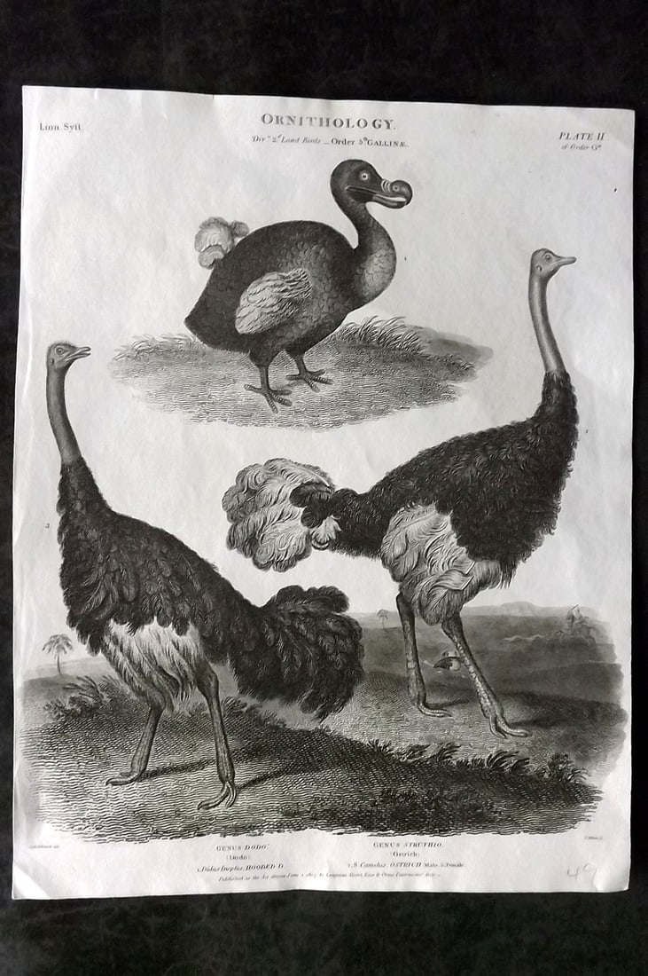 Rees, Abraham 1820 Antique Bird Print. Extinct Dodo, Ostrich (1 of 1)