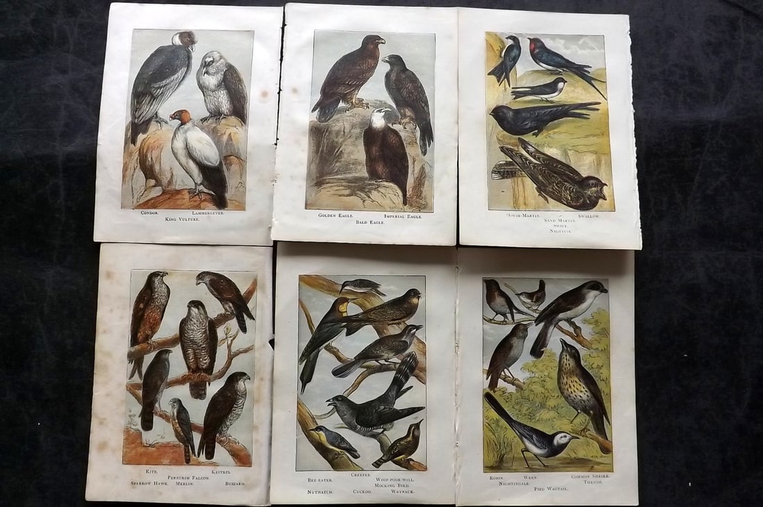 Warne, Frederick (Pub) C1880 Lot of 6 Antique Bird Prints: Color Printed Woodblock Published C1880 by Frederick Warne, London for "Warne's Picture Natural History" Descriptive text to the reverse side. Paper Size: 6 x 4.25 inch (15 x 11cm) Good Condition