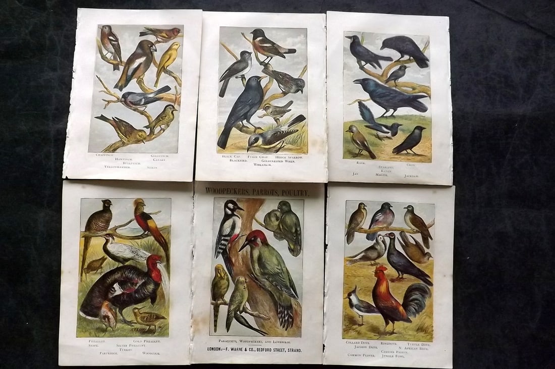 Warne, Frederick (Pub) C1880 Lot of 6 Antique Bird Prints (1 of 2)