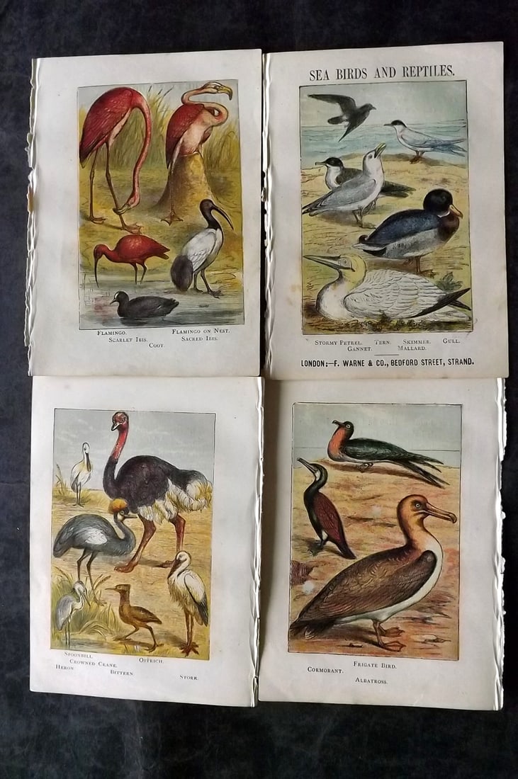 Warne, Frederick (Pub) C1880 Lot of 4 Bird Prints incl Flamingo: Color Printed Woodblock Published C1880 by Frederick Warne, London for "Warne's Picture Natural History" Descriptive text to the reverse side. Paper Size: 6 x 4.25 inch (15 x 11cm) Good Condition