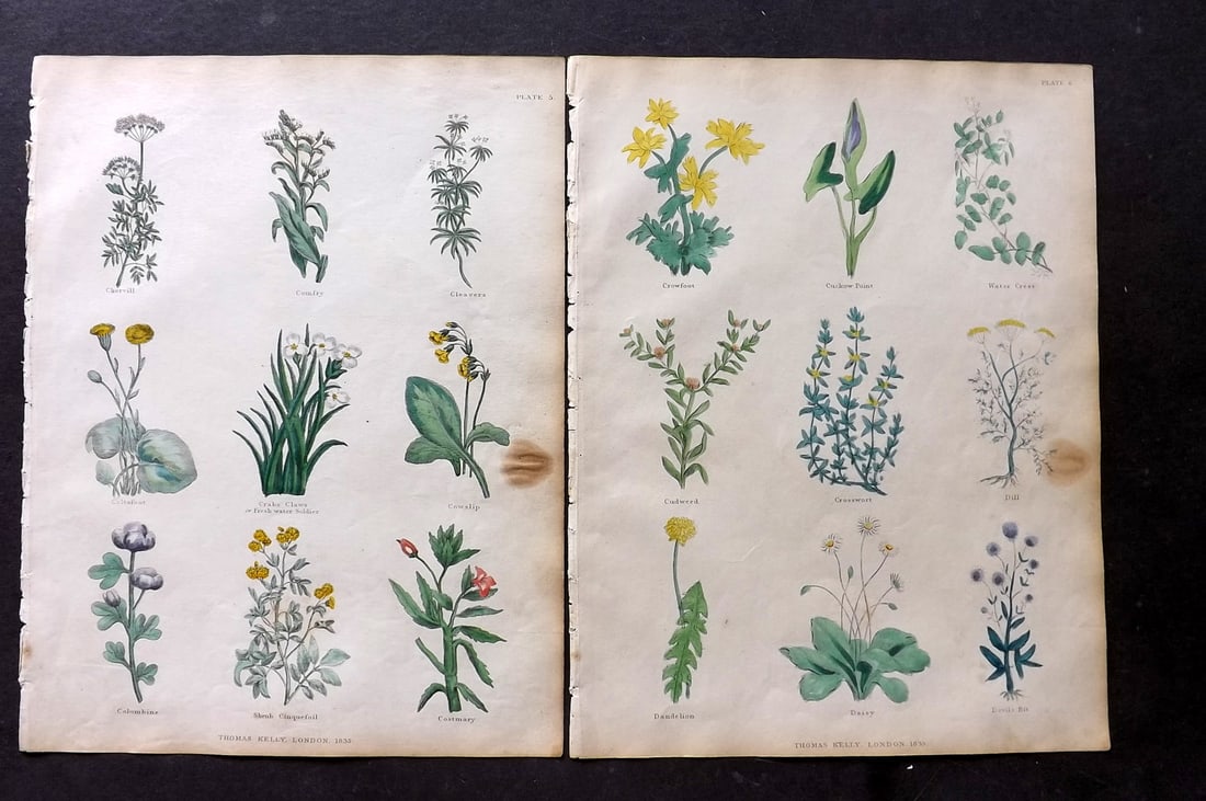 Culpeper, Nicholas 1835 Pair of Hand Col Botanical Prints: Hand Colored Steel Engravings Published 1835, London for "The Complete Herbal" by Nicholas Culpeper. Paper Size: 10.5 x 8 inch (27 x 21cm) Minor toning present