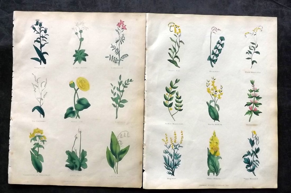 Culpeper, Nicholas 1835 Pair of Hand Col Botanical Prints: Hand Colored Steel Engravings Published 1835, London for "The Complete Herbal" by Nicholas Culpeper. Paper Size: 10.5 x 8 inch (27 x 21cm) Very minor toning. Good Condition
