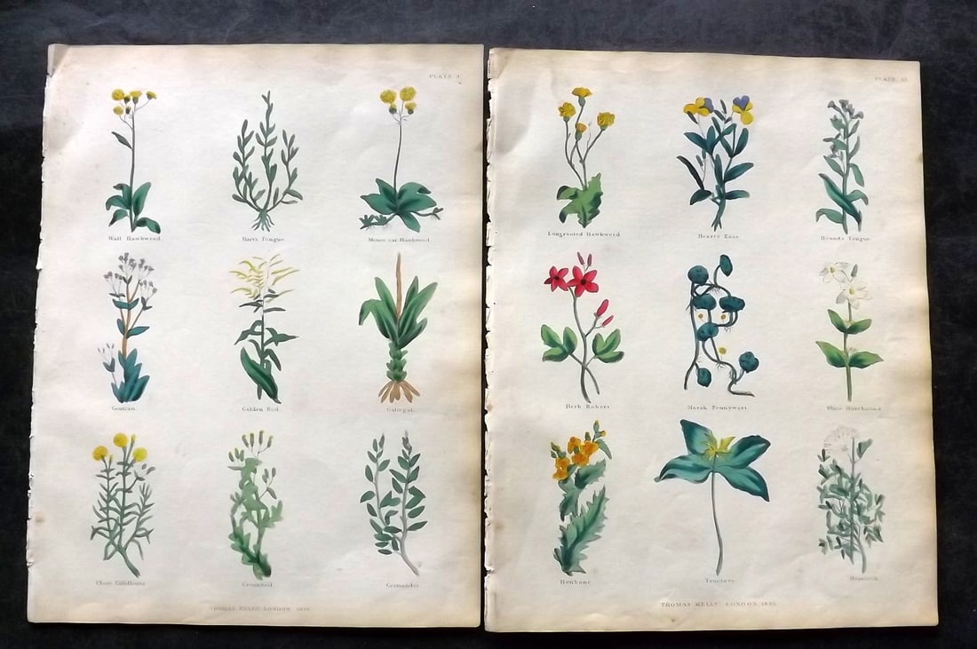 Culpeper, Nicholas 1835 Pair of Hand Col Botanical Prints: Hand Colored Steel Engravings Published 1835, London for "The Complete Herbal" by Nicholas Culpeper. Paper Size: 10.5 x 8 inch (27 x 21cm) Very minor toning. Good Condition