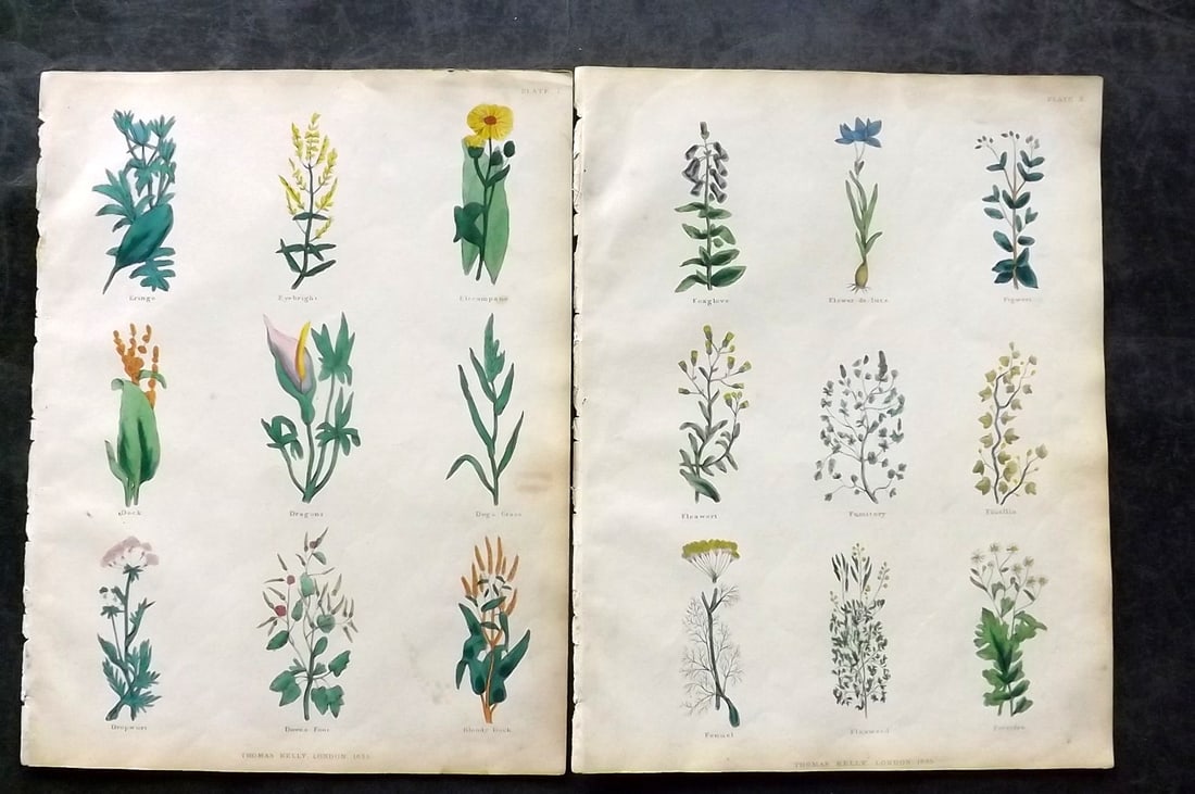 Culpeper, Nicholas 1835 Pair of Hand Col Botanical Prints: Hand Colored Steel Engravings Published 1835, London for "The Complete Herbal" by Nicholas Culpeper. Paper Size: 10.5 x 8 inch (27 x 21cm) Very minor toning. Good Condition