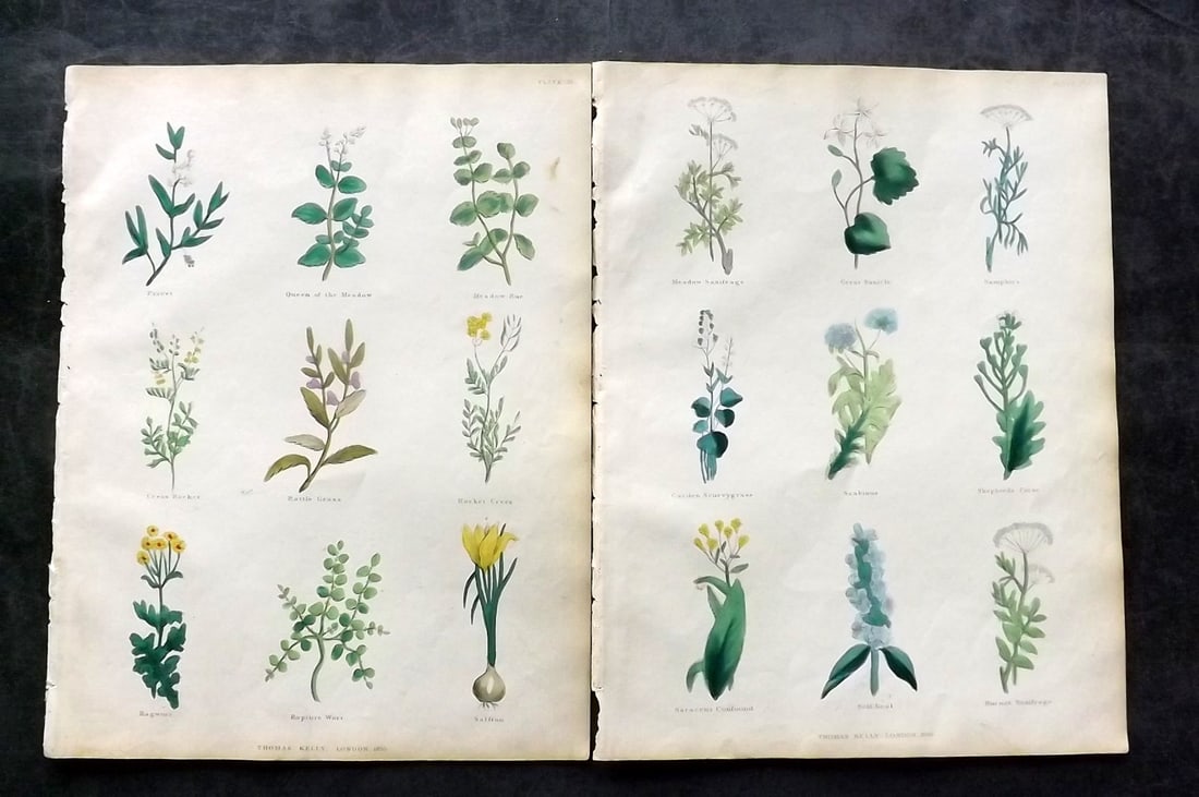 Culpeper, Nicholas 1835 Pair of Hand Col Botanical Prints: Hand Colored Steel Engravings Published 1835, London for "The Complete Herbal" by Nicholas Culpeper. Paper Size: 10.5 x 8 inch (27 x 21cm) Very minor toning. Good Condition