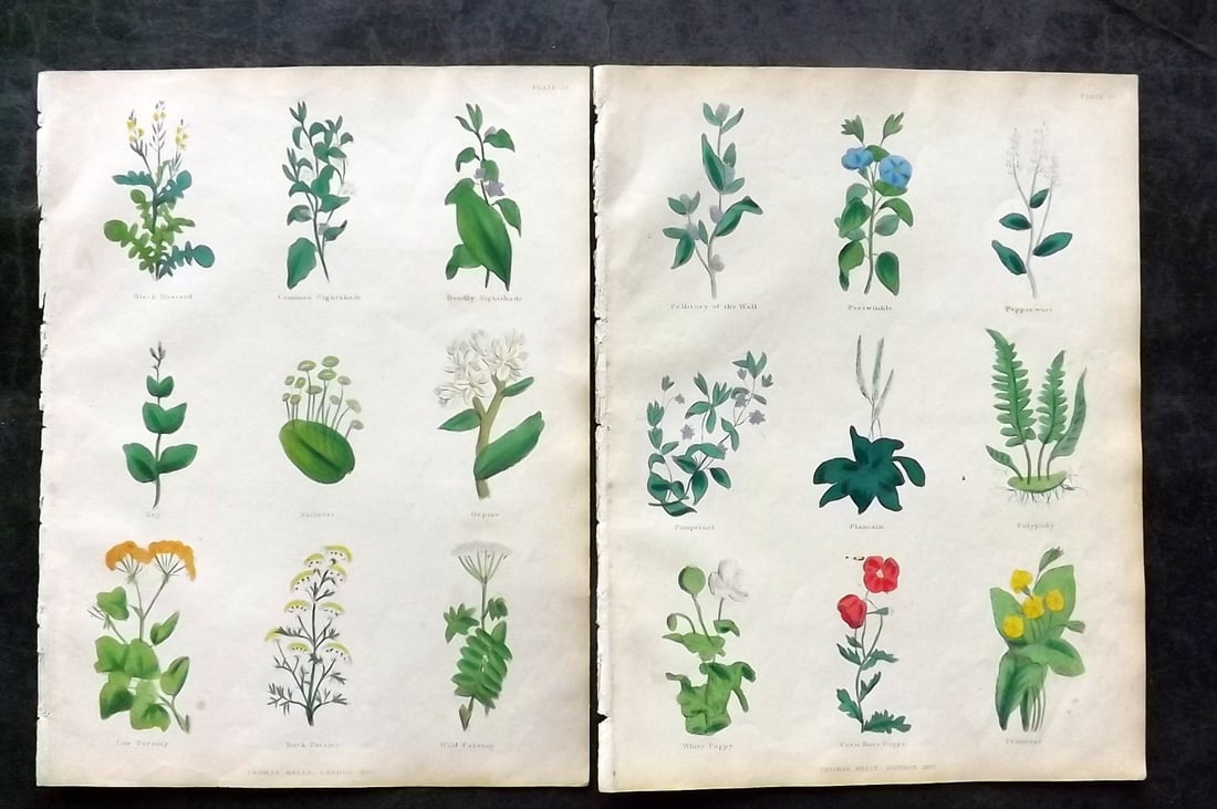 Culpeper, Nicholas 1835 Pair of Hand Col Botanical Prints: Hand Colored Steel Engravings Published 1835, London for "The Complete Herbal" by Nicholas Culpeper. Paper Size: 10.5 x 8 inch (27 x 21cm) Very minor toning. Good Condition