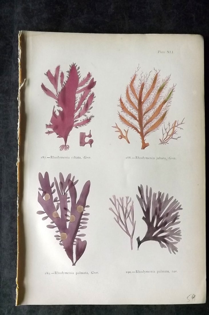 Gatty, Mrs Alfred 1872 Antique Seaweed Print. Rhodymenia 41: Antique Woodblock Published 1872, London for "British Sea-Weeds. Drawn From Professor Harvey's 'Phycologia Britannica'" by Mrs Alfred Gatty. Printed in colours, some plates with additional hand colour